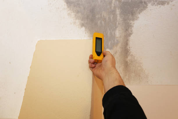 Best Water Damage & Mold Remediation  in Hillview, KY