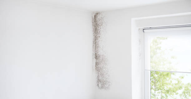 Best Comprehensive Air Testing for Mold Contaminants  in Hillview, KY