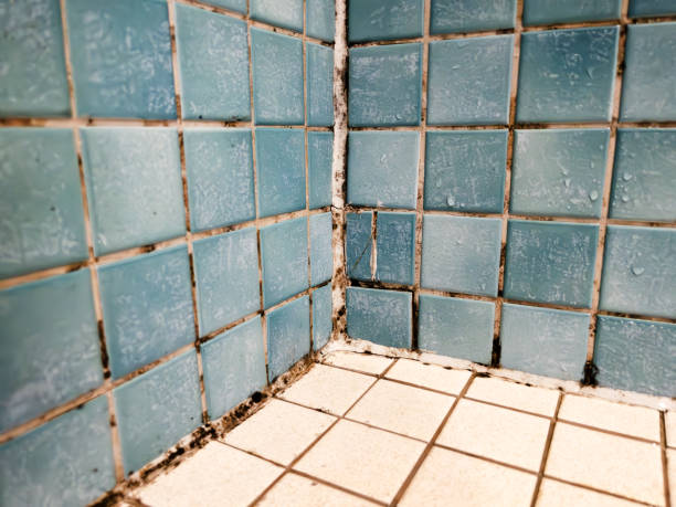 Best Black Mold Removal  in Hillview, KY