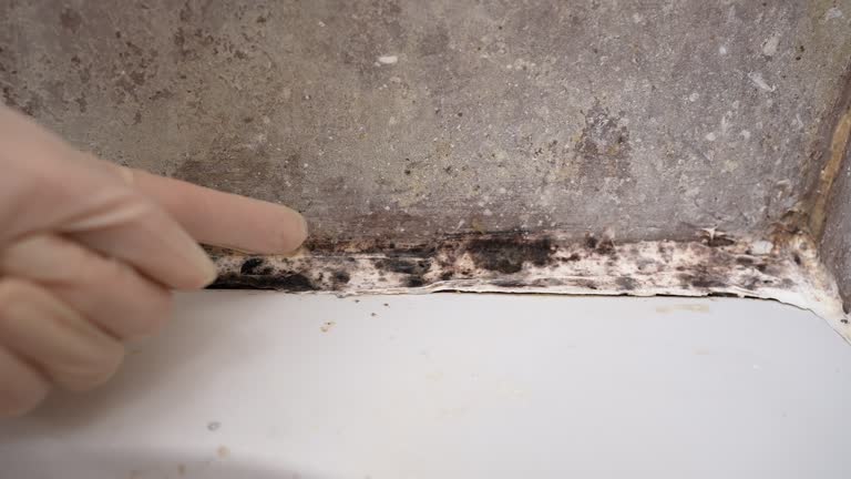 Best Asbestos and Lead Testing During Mold Inspection  in Hillview, KY