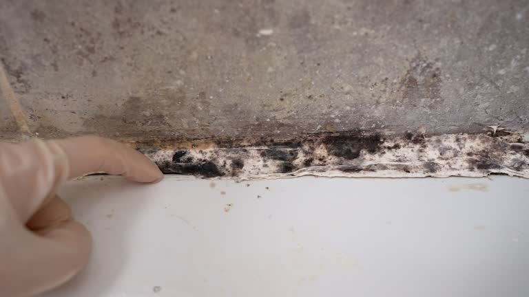 Best Emergency Mold Remediation  in Hillview, KY
